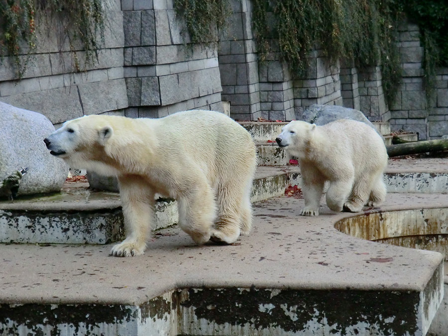 Eisbärin VILMA und Eisbärjungtier ANORI im Zoo Wuppertal am 21. Oktober 2013