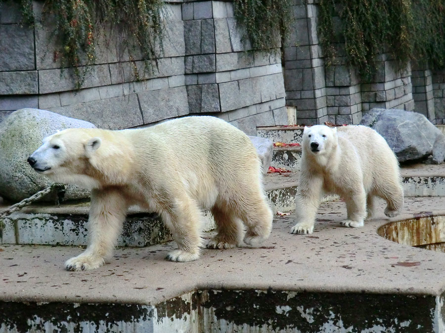Eisbärin VILMA und Eisbärjungtier ANORI im Wuppertaler Zoo am 21. Oktober 2013