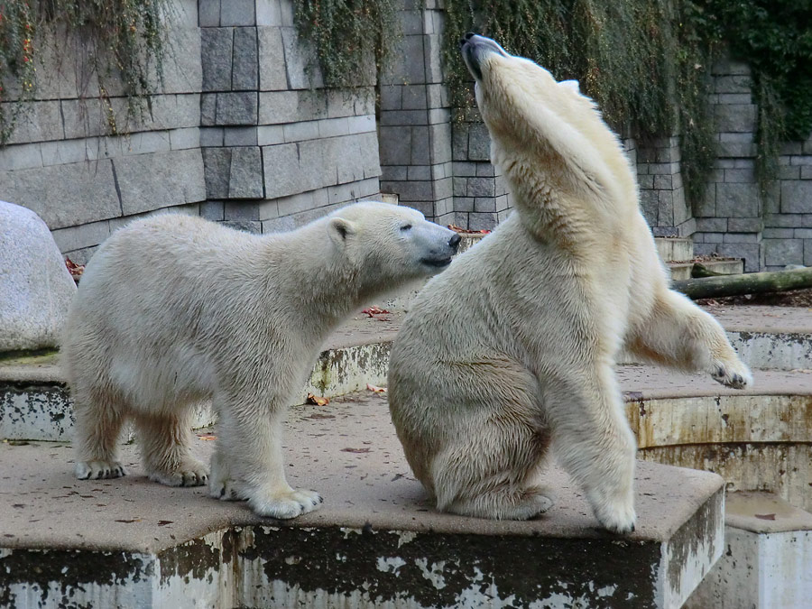 Eisbärjungtier ANORI und Eisbärin VILMA im Zoologischen Garten Wuppertal am 21. Oktober 2013