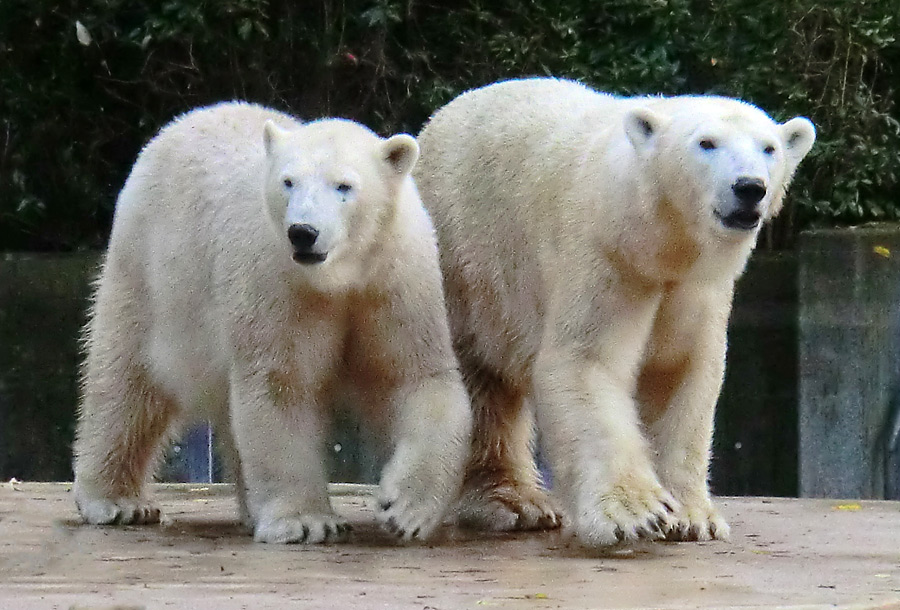 Eisbärjungtier ANORI und Eisbärin VILMA im Zoo Wuppertal am 21. Oktober 2013