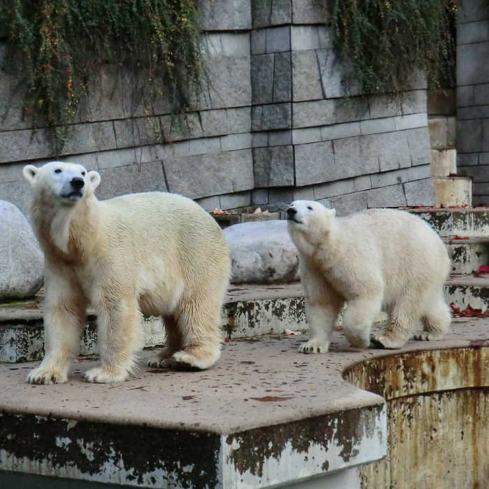 Eisbären VILMA und ANORI im Oktober 2013 im Wuppertaler Zoo