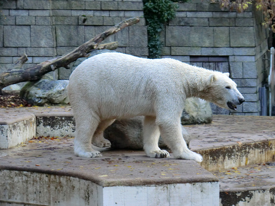 Eisbär LUKA im Wuppertaler Zoo am 24. Oktober 2013