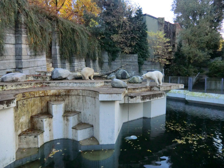 Eisbärin ANORI und Eisbär LUKA im Zoo Wuppertal am 24. Oktober 2013
