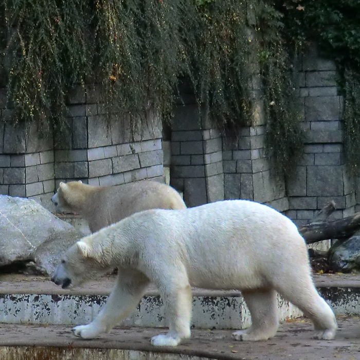 Eisbärin ANORI und Eisbär LUKA im Wuppertaler Zoo am 24. Oktober 2013