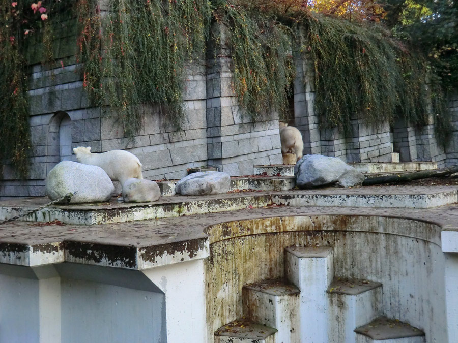 Eisbär LUKA und Eisbärin ANORI im Zoologischen Garten Wuppertal am 24. Oktober 2013