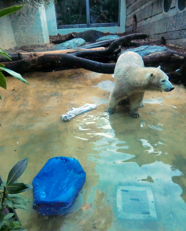 Eisbärin ANORI im Zoo Wuppertal am 24. Oktober 2013