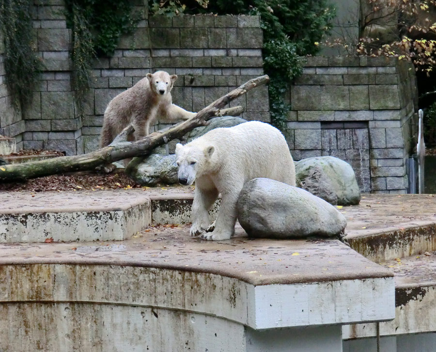 Eisbärin ANORI und Eisbär LUKA im Zoologischen Garten Wuppertal am 25. Oktober 2013