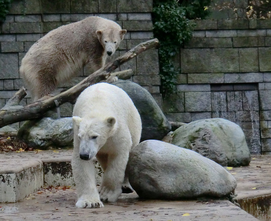 Eisbärin ANORI und Eisbär LUKA im Wuppertaler Zoo am 25. Oktober 2013