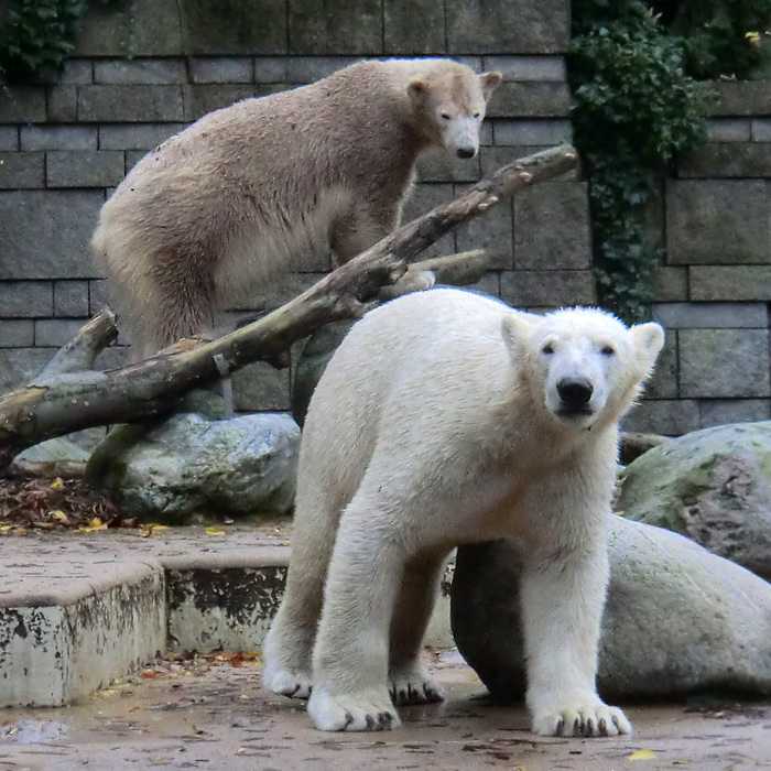 Eisbären LUKA und ANORI im Oktober 2013 im Wuppertaler Zoo