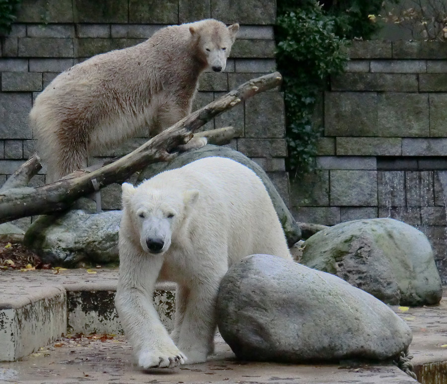 Eisbärin ANORI und Eisbär LUKA im Zoo Wuppertal am 25. Oktober 2013
