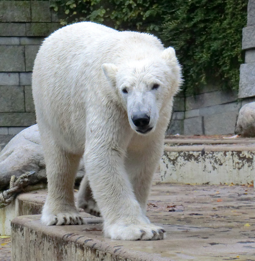 Eisbär LUKA im Zoologischen Garten Wuppertal am 25. Oktober 2013