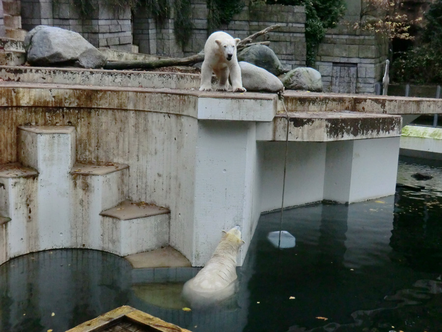 Eisbär LUKA und Eisbärin ANORI im Zoo Wuppertal am 25. Oktober 2013
