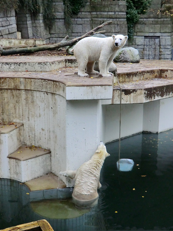 Eisbär LUKA und Eisbärin ANORI im Wuppertaler Zoo am 25. Oktober 2013