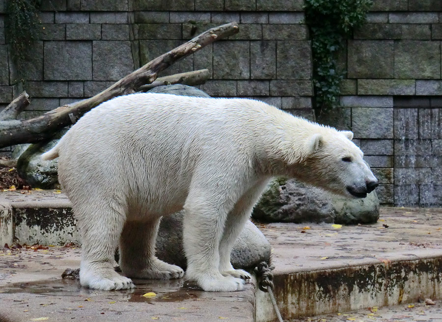 Eisbär LUKA im Zoo Wuppertal am 25. Oktober 2013