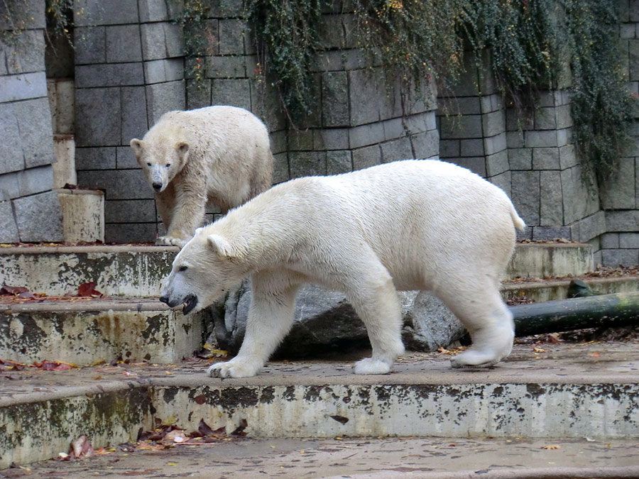 Eisbär LUKA und Eisbärin ANORI im Zoologischen Garten Wuppertal am 25. Oktober 2013