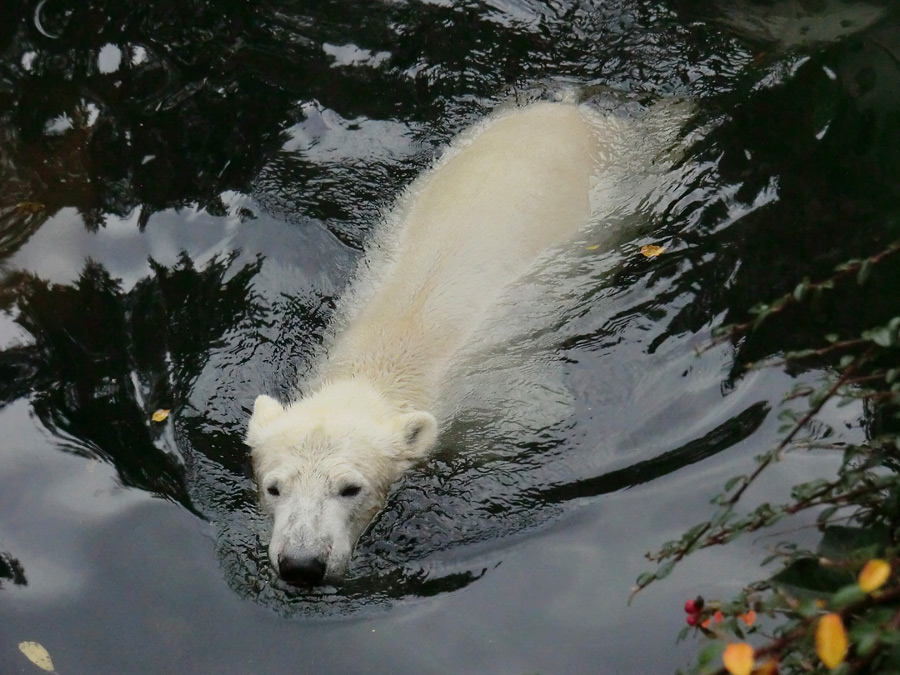 Eisbär LUKA im Zoologischen Garten Wuppertal am 25. Oktober 2013