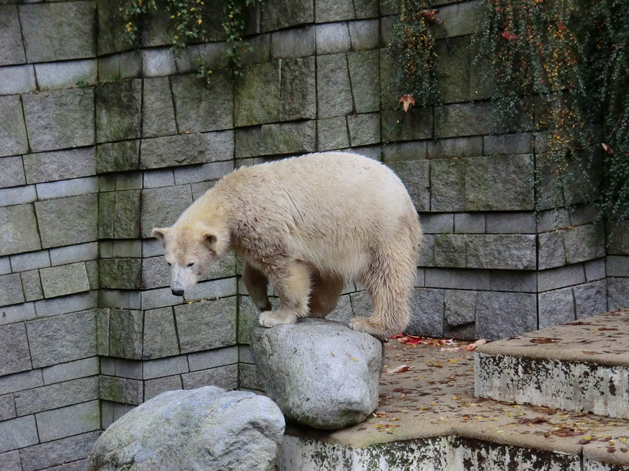 Eisbärin ANORI im Zoo Wuppertal am 25. Oktober 2013