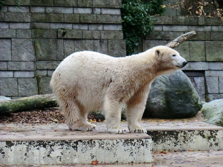 Eisbärin ANORI im Zoo Wuppertal am 25. Oktober 2013