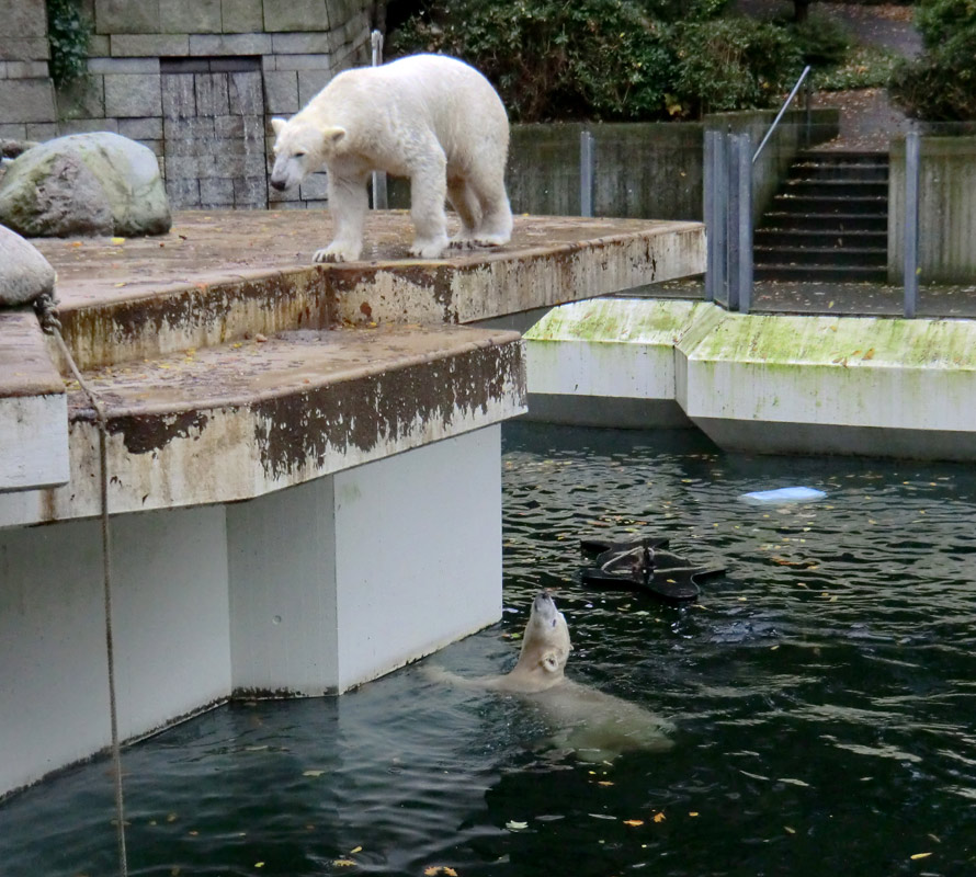 Eisbär LUKA und Eisbärin ANORI im Zoo Wuppertal am 25. Oktober 2013