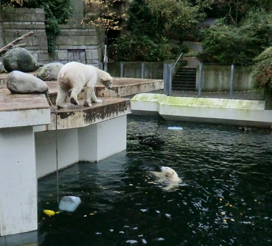 Eisbär LUKA und Eisbärin ANORI im Zoologischen Garten Wuppertal am 25. Oktober 2013