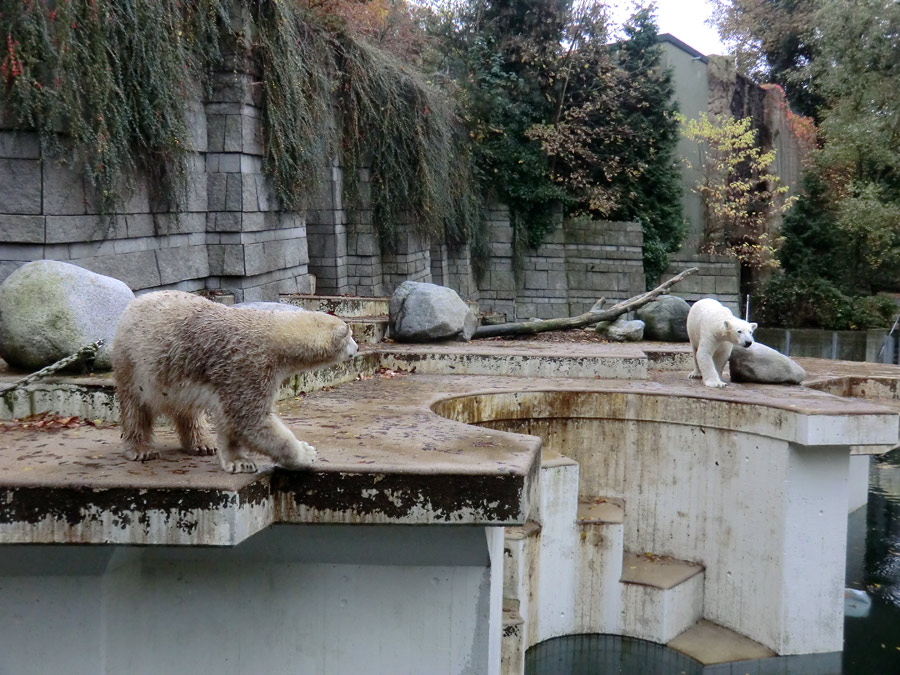 Eisbärin ANORI und Eisbär LUKA im Wuppertaler Zoo am 25. Oktober 2013