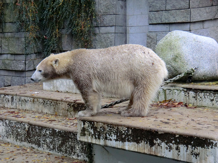 Eisbärin ANORI im Zoologischen Garten Wuppertal am 25. Oktober 2013