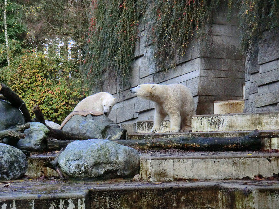 Eisbär LUKA und Eisbärin ANORI im Zoologischen Garten Wuppertal am 26. Oktober 2013