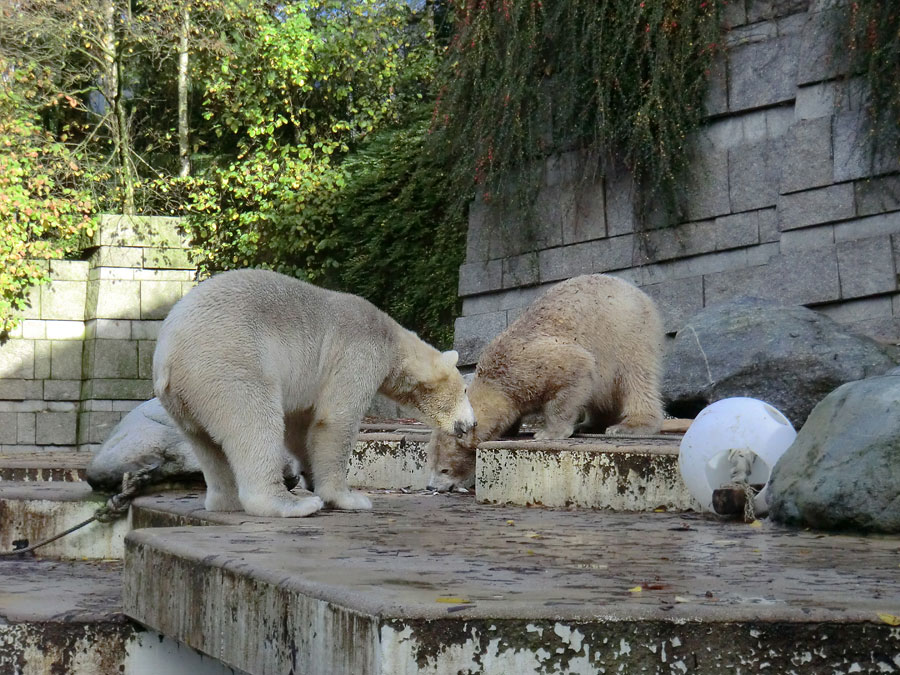 Eisbär LUKA und Eisbärin ANORI im Zoo Wuppertal am 26. Oktober 2013