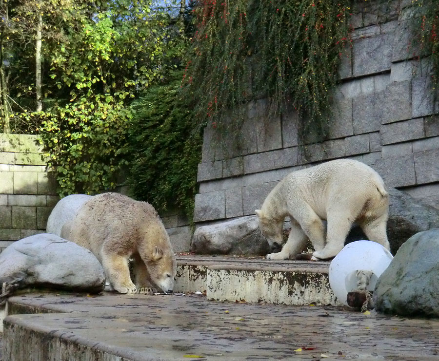 Eisbärin ANORI und Eisbär LUKA im Zoologischen Garten Wuppertal am 26. Oktober 2013