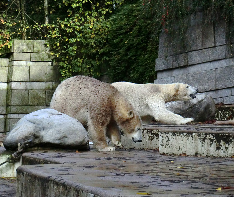 Eisbärin ANORI und Eisbär LUKA im Wuppertaler Zoo am 26. Oktober 2013