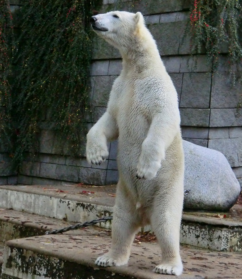 Eisbär LUKA im Zoo Wuppertal am 26. Oktober 2013