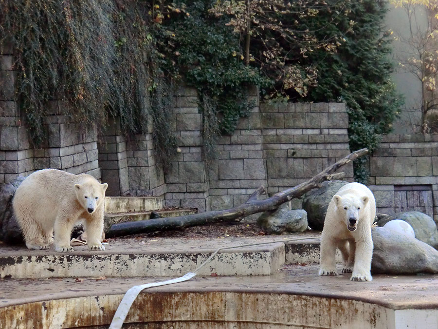 Eisbärin ANORI und Eisbär LUKA im Zoo Wuppertal am 26. Oktober 2013