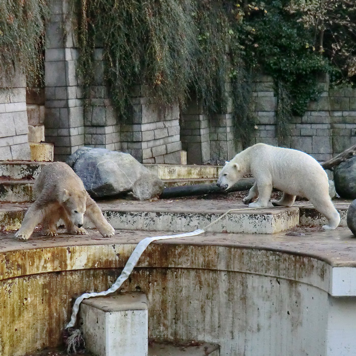 Eisbären LUKA und ANORI im Oktober 2013 im Wuppertaler Zoo