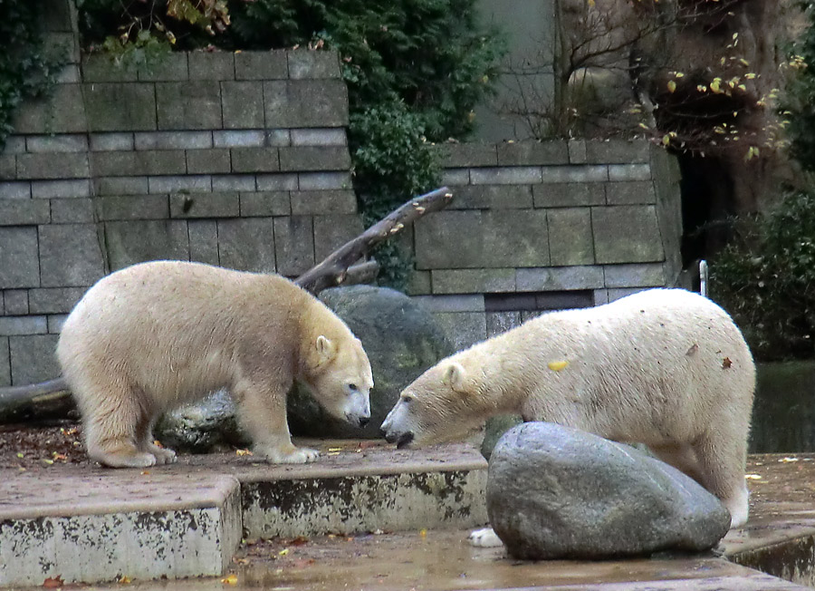 Eisbärin ANORI und Eisbär LUKA im Wuppertaler Zoo am 27. Oktober 2013