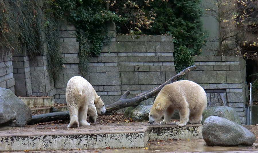 Eisbär LUKA und Eisbärin ANORI im Zoologischen Garten Wuppertal am 27. Oktober 2013