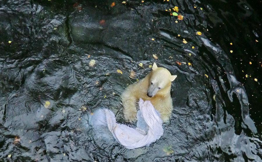 Eisbärin ANORI im Zoo Wuppertal am 27. Oktober 2013