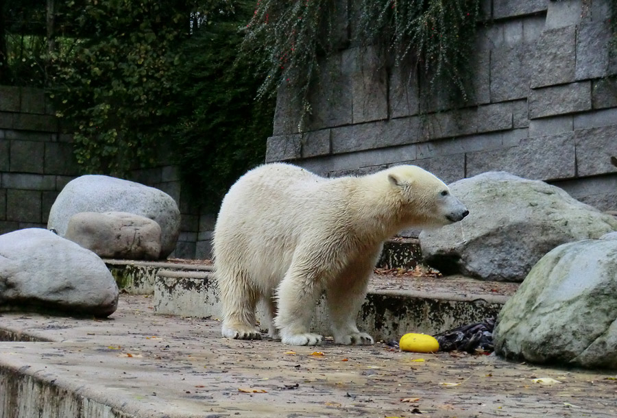 Eisbärin ANORI im Wuppertaler Zoo am 27. Oktober 2013