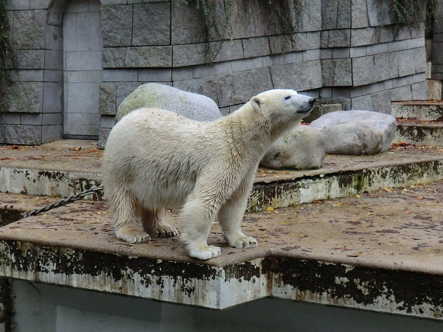 Eisbärin ANORI im Zoologischen Garten Wuppertal am 27. Oktober 2013
