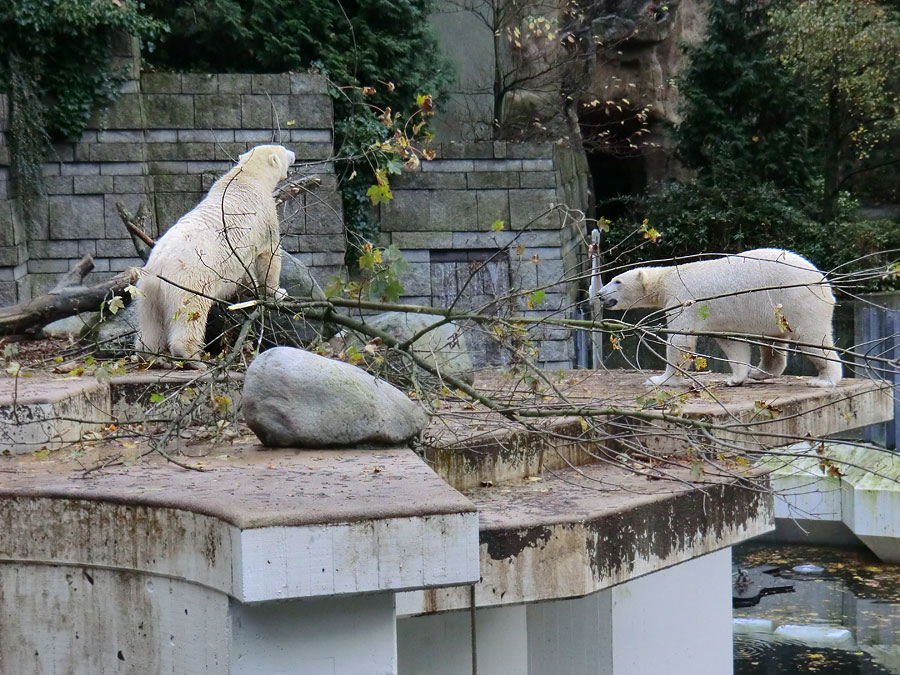 Eisbärin ANORI und Eisbär LUKA im Zoologischen Garten Wuppertal am 27. Oktober 2013