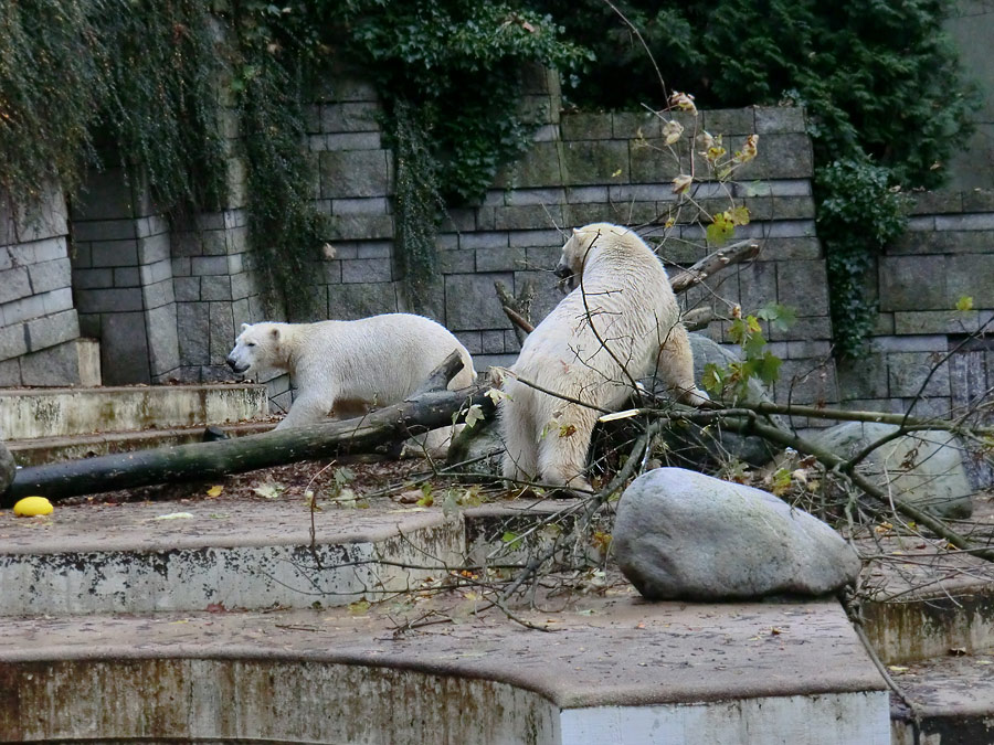 Eisbär LUKA und Eisbärin ANORI im Wuppertaler Zoo am 27. Oktober 2013
