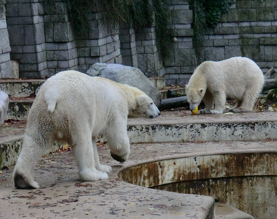 Eisbär LUKA und Eisbärin ANORI im Zoo Wuppertal am 27. Oktober 2013