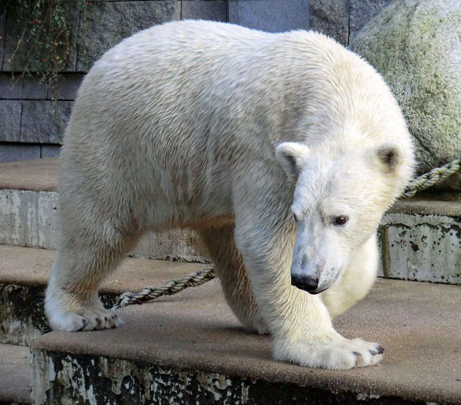 Eisbär LUKA im Zoologischen Garten Wuppertal am 30. Oktober 2013