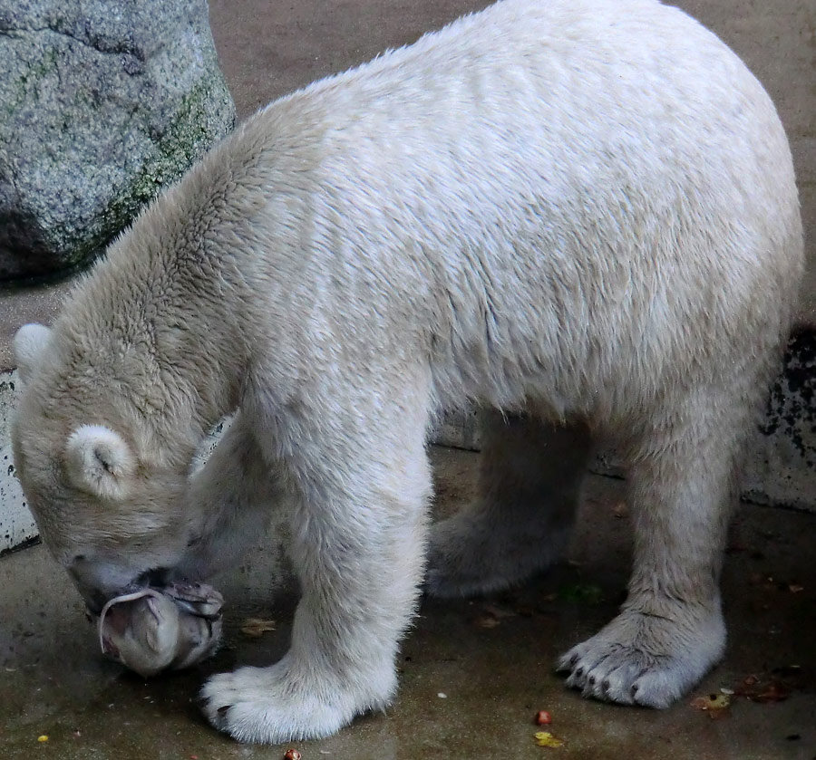 Eisbär LUKA im Wuppertaler Zoo am 30. Oktober 2013