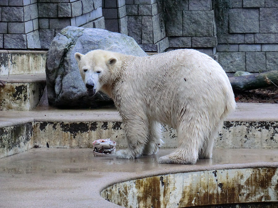Eisbärin ANORI im Zoologischen Garten Wuppertal am 30. Oktober 2013
