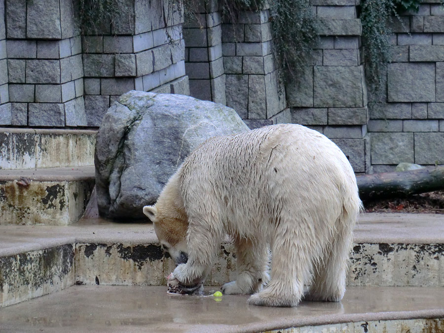 Eisbärin ANORI im Wuppertaler Zoo am 30. Oktober 2013