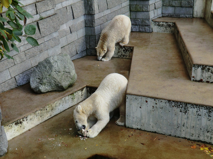 Eisbär LUKA und Eisbärin ANORI im Zoologischen Garten Wuppertal am 30. Oktober 2013