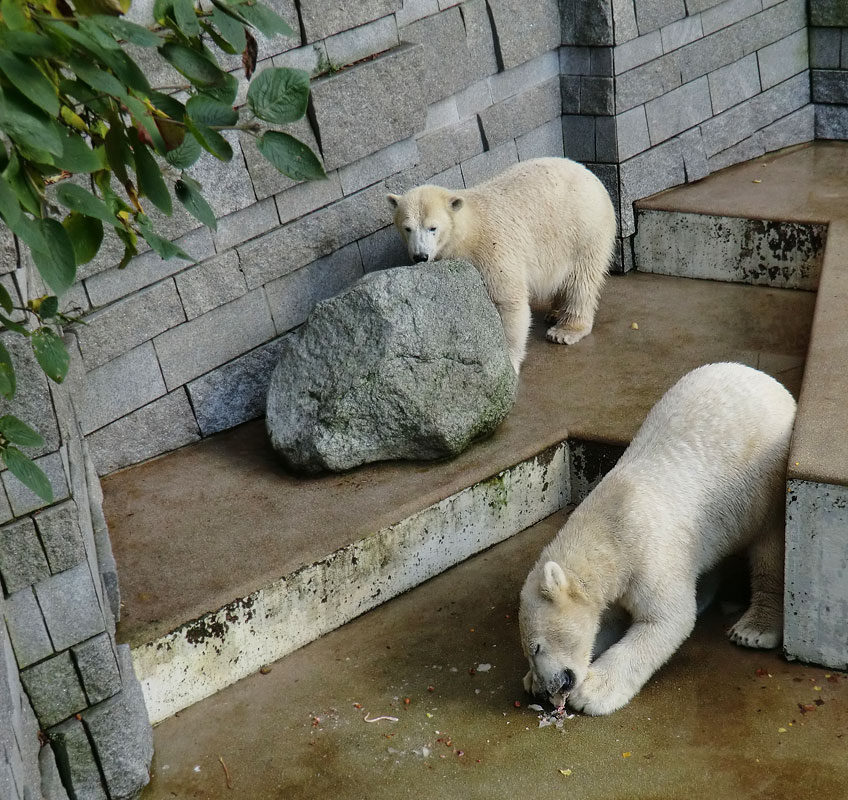 Eisbärin ANORI und Eisbär LUKA im Wuppertaler Zoo am 30. Oktober 2013