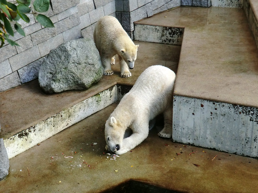 Eisbärin ANORI und Eisbär LUKA im Zoo Wuppertal am 30. Oktober 2013