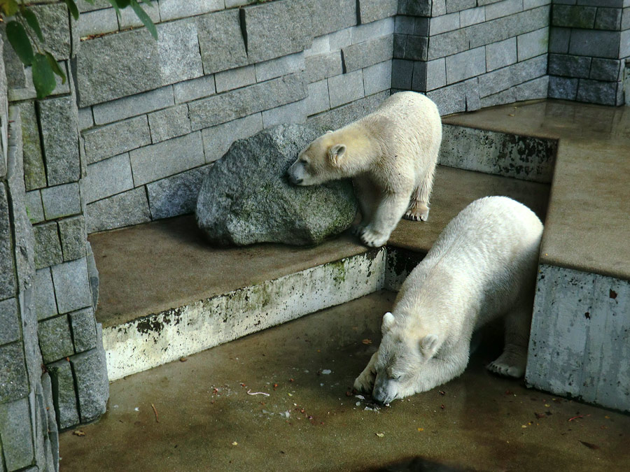 Eisbärin ANORI und Eisbär LUKA im Zoologischen Garten Wuppertal am 30. Oktober 2013