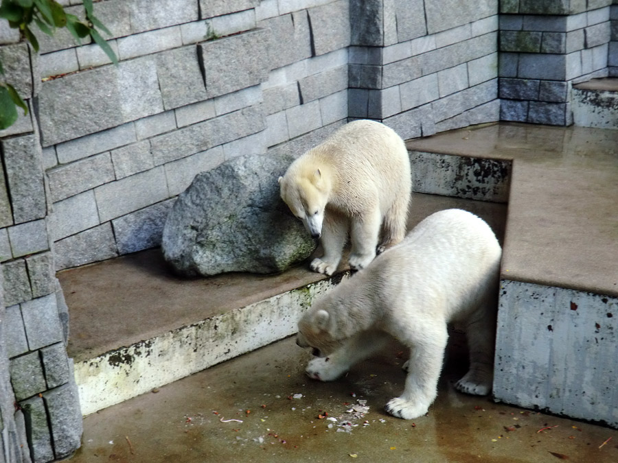 Eisbärin ANORI und Eisbär LUKA im Wuppertaler Zoo am 30. Oktober 2013